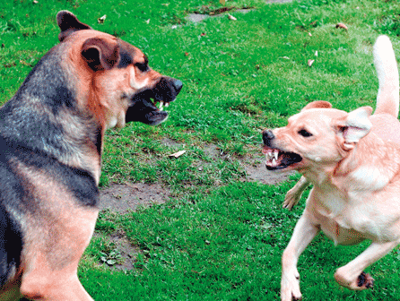 curso de educador canino