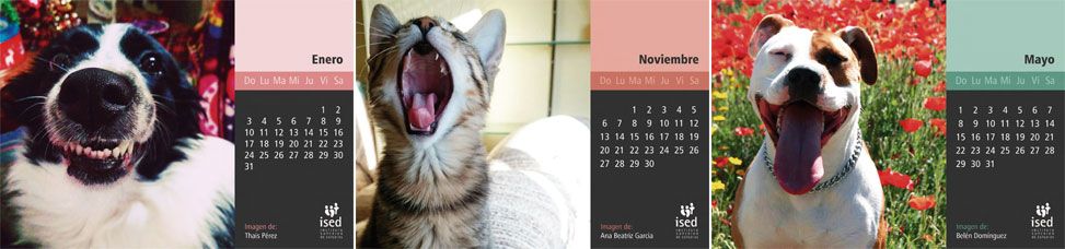 calendario de mascotas