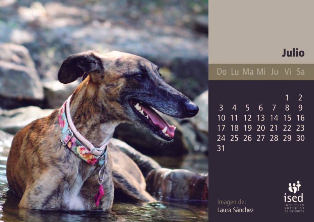 julio-calendario-mascotas