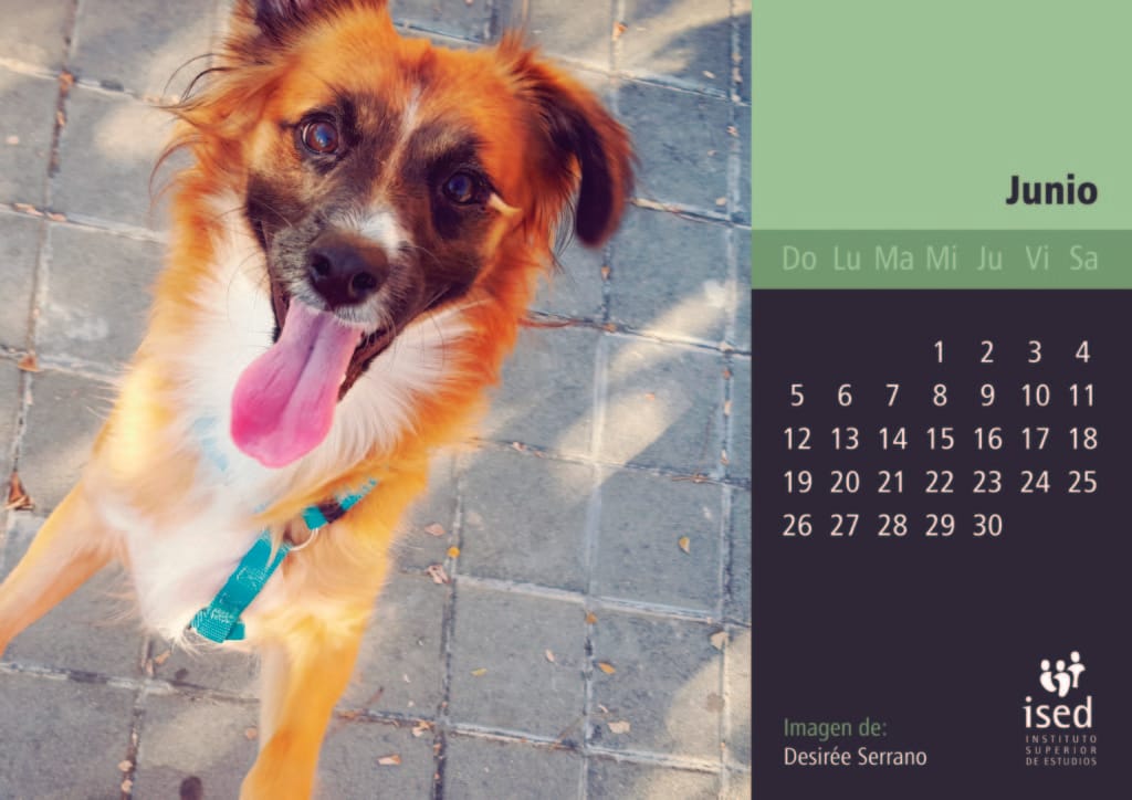 junio-calendario-mascotas