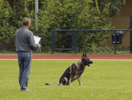 curso de educador canino