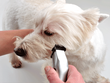 curso de peluquería y estética canina