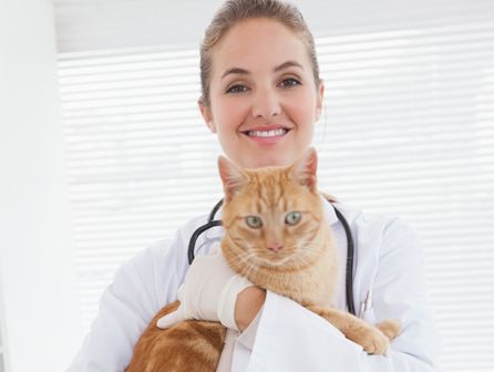 Curso de auxiliar de clínica veterinaria