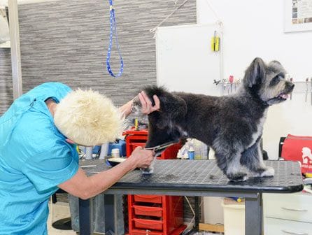 curso de peluquería canina