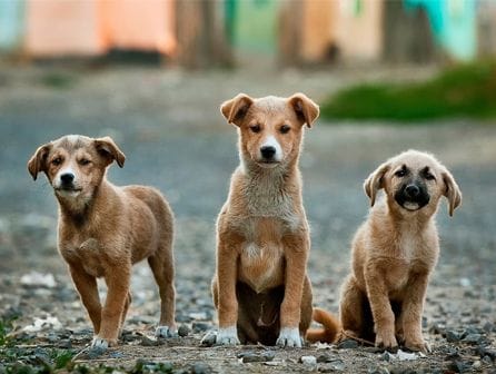 curso de educador canino