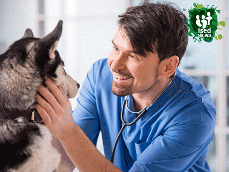 curso de auxiliar veterinario