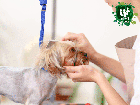 curso de peluquería canina