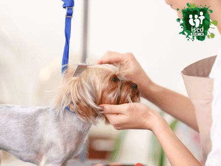 curso de peluquería canina