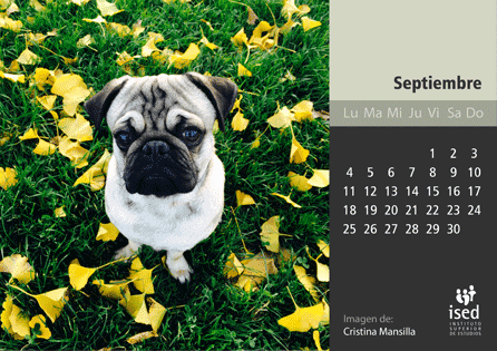 curso de veterinaria - calendario ised 2017