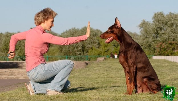 curso de iniciación gratuito de adiestrador canino en Bilbao