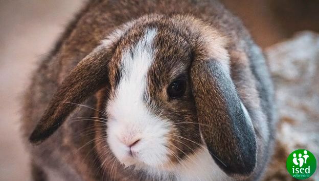 Consejos veterinarios en el cuidado de conejos