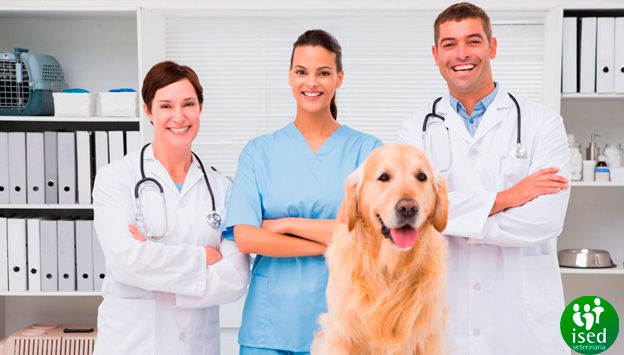 auxiliar-veterinaria-gestion-pedidos