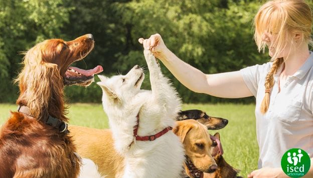 diferencias-comportamientos-perros