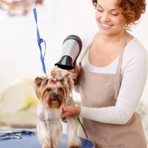 Curso de Peluquería y Estética Canina