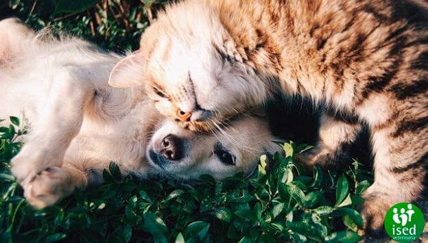 alimentos-naturales-para-perros-y-gatos