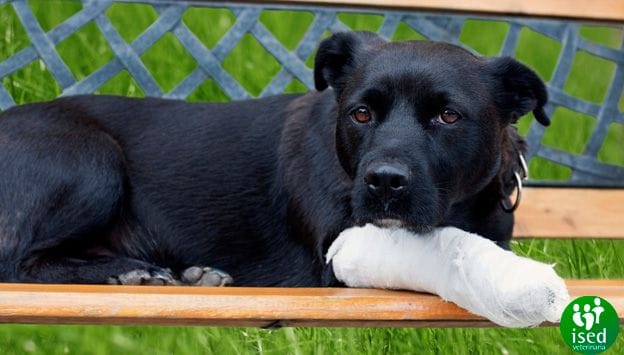 perro-herida-primeros-auxilios
