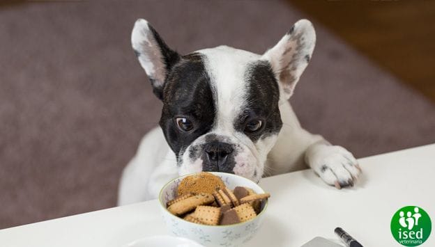 alimentos-perros-grandes-pequenos