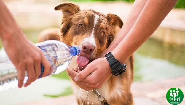 como-afecta-verano-perros