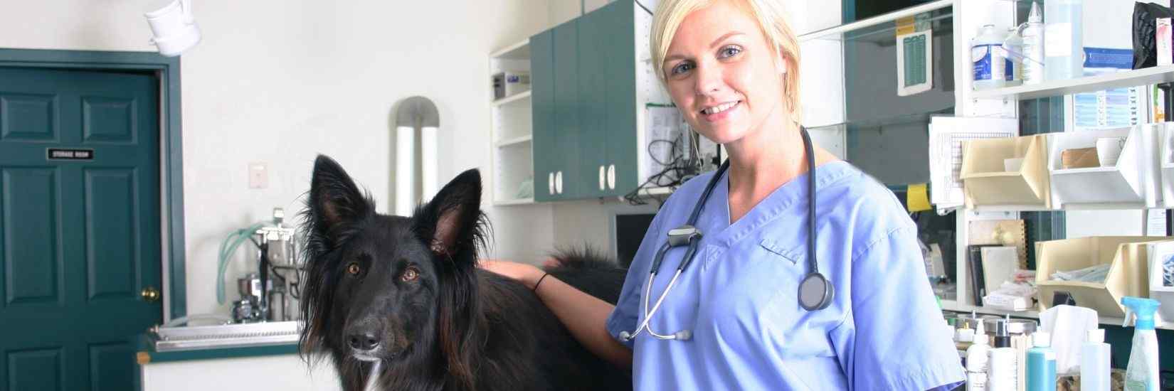 Curso de ayudante técnico veterinario | ISED