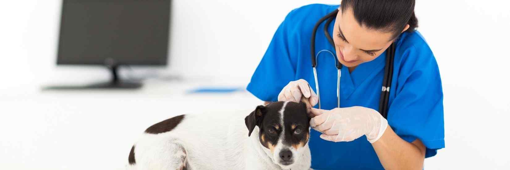 Mejor Universidad De Veterinaria En España