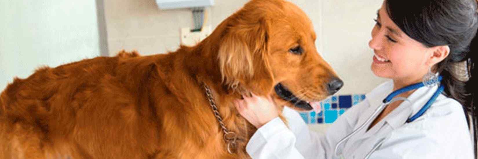 Mejor Universidad De Veterinaria En España
