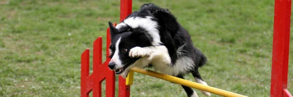 curso-educacion-canina-avanzada