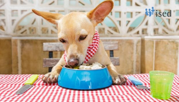 debo-darle-sobras-de-mi-comida-a-mi-animal-domestico-AT