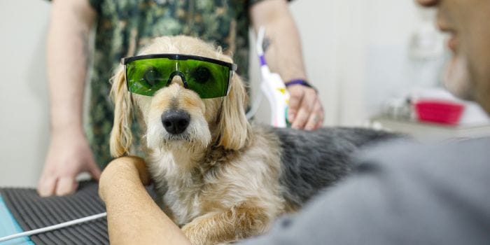 Perro gafas