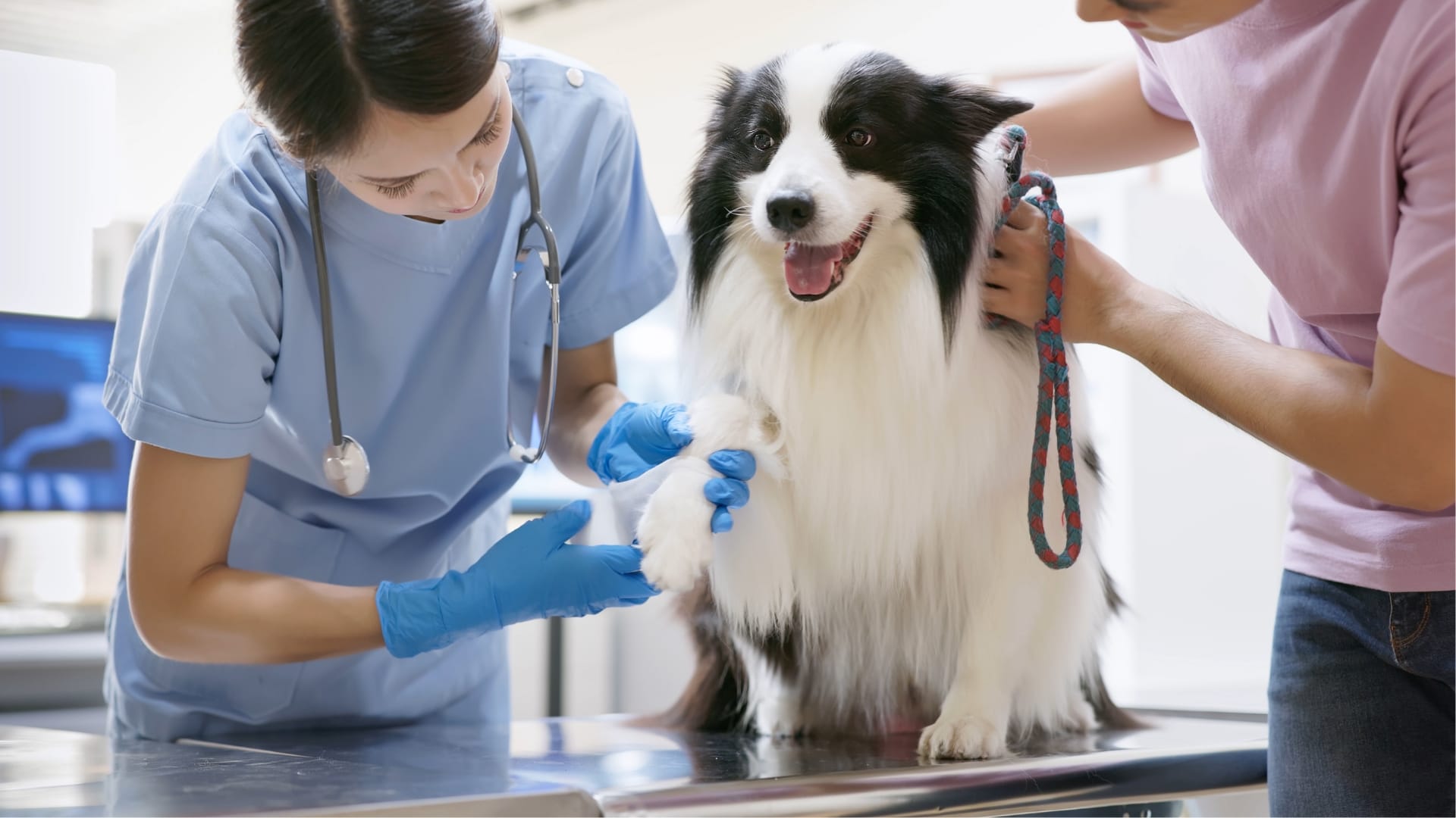 portada-asistentica-veterinaria-y-estilismo-canino