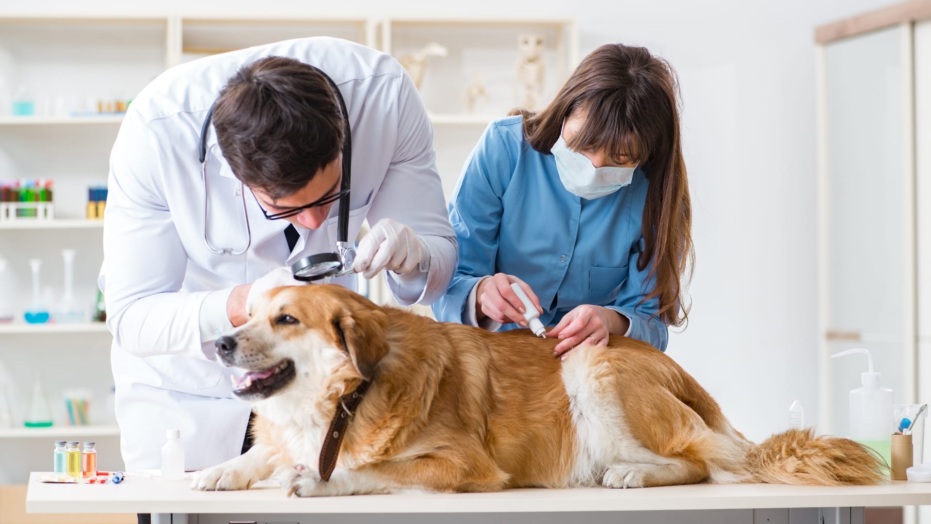 portada-auxiliar-tecnico-veterinario