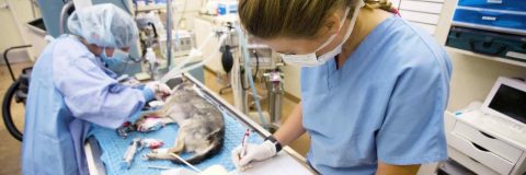 curso-auxiliar-quirurgico-veterinario