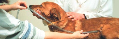 curso-ayudante-tecnico-veterinario-avanzado