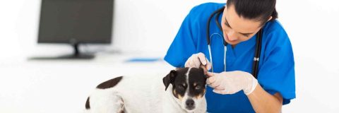 curso-enfermeria-veterinaria