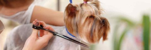 curso-experto-peluqueria-canina