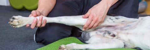curso-introduccion-fisioterapia-canina-felina