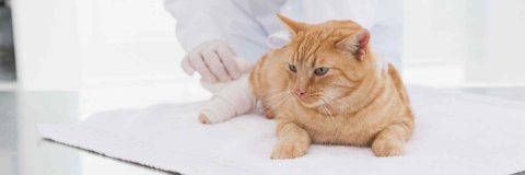 curso-tecnico-urgencias-cuidados-intensivos-veterinarios