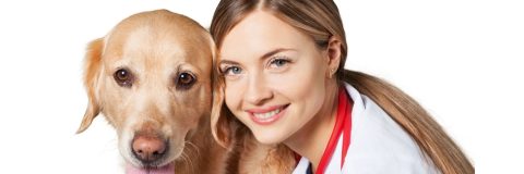 cuso-tecnico-asistencia-veterinaria-estilismo-canino